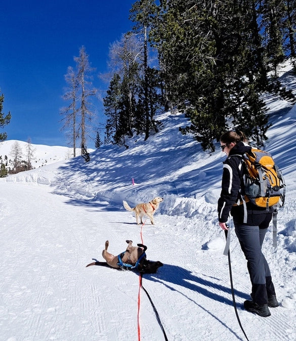 Randonnée en Suisse avec son chien - Édition allemande