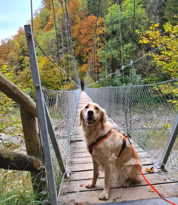 Dog Hiking Switzerland - French Edition