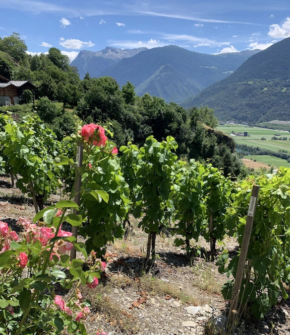 Randonnée œnologique en Suisse - Édition allemande